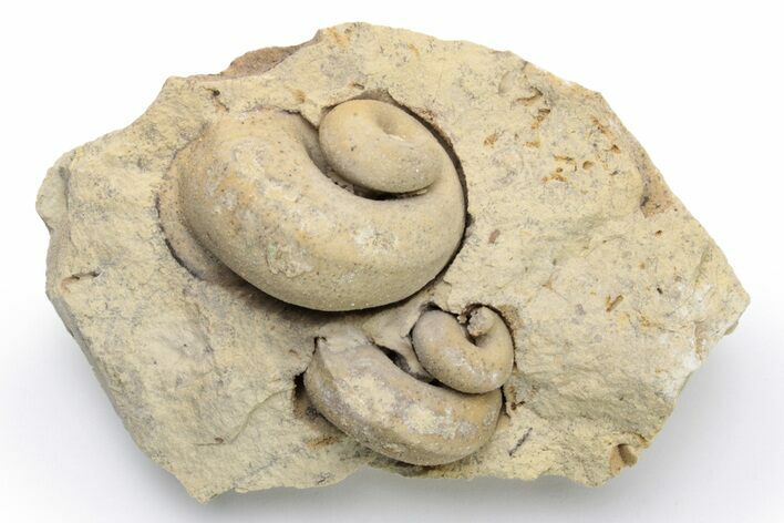 Two Ordovician Gastropod (Trochonema) Fossils - Wisconsin #224375